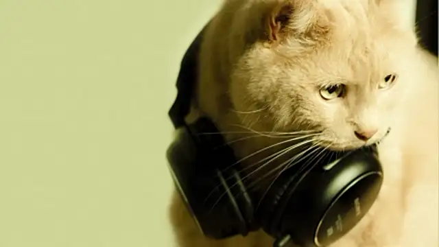 Magic_Katarina_'s Live XXX Chat