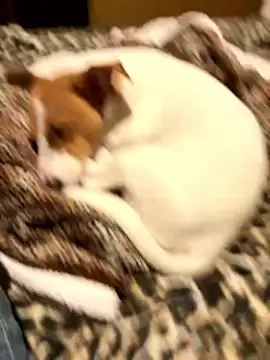 gigetto1977: вебкам-шоу