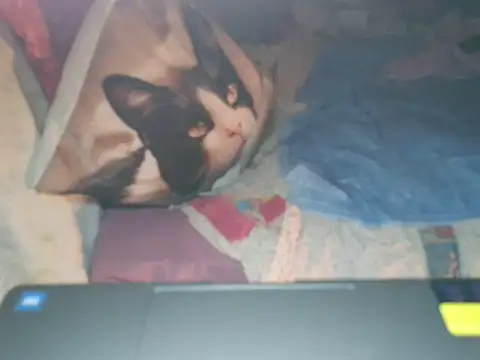 VeneRed's Live XXX Chat