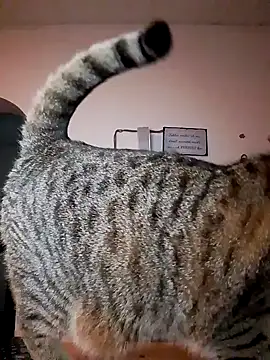 Codymc89's Webcam Show