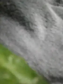 MIASA-269's Live XXX Chat