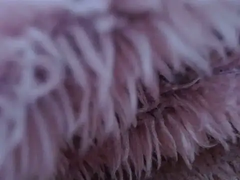 EmiilyCherry's Webcam Show