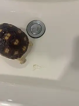 DandanBurgerking's Live XXX Chat