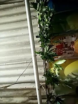 Michael514668 Live XXX-chat