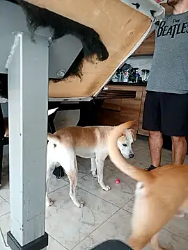 Show de webcam de LEIRIS_Y_FRED_01