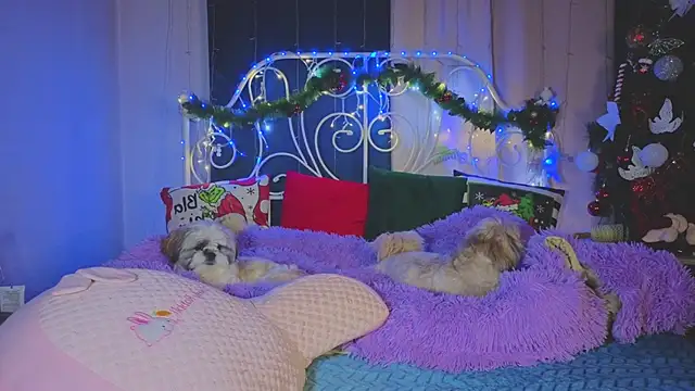 Funny_Bunny élő XXX-chatje