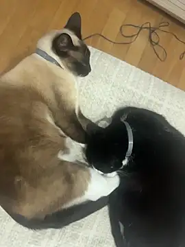 عرض كام Nikatsu