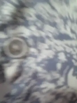 -Bunny-y – Live XXX-chat