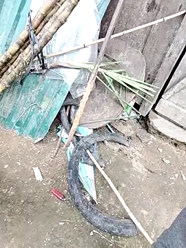 Libami246's Live XXX Chat