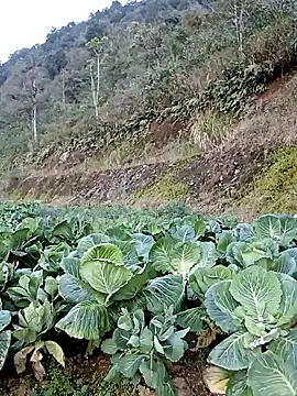 ngan-cute's Live XXX Chat