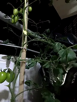 Gaby_Vegaa élő XXX-chatje