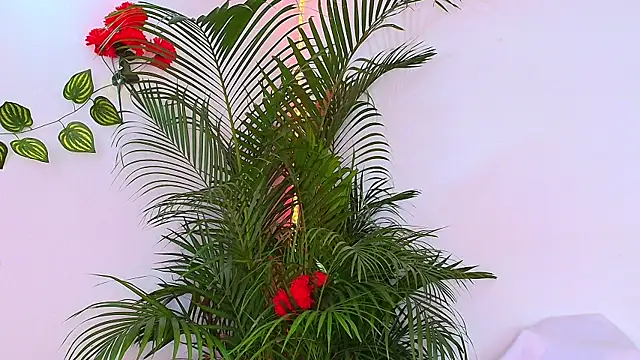 Carol_Miss2 élő XXX-chatje