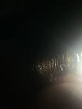 M_gm's Live XXX Chat