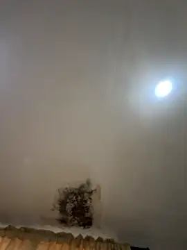 pawmistryのライブXXXチャット