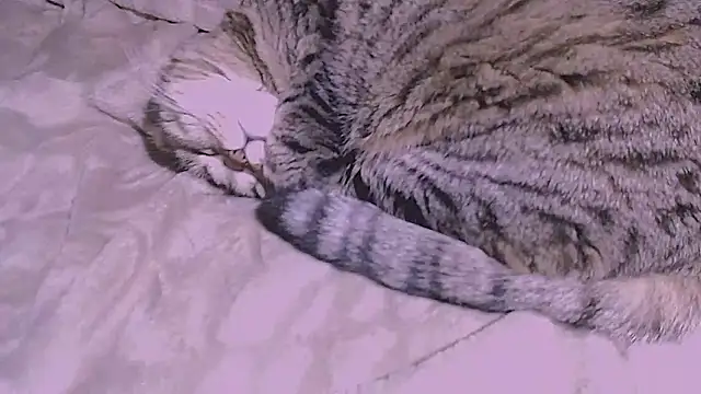 Czat XXX na żywo – SoftLia