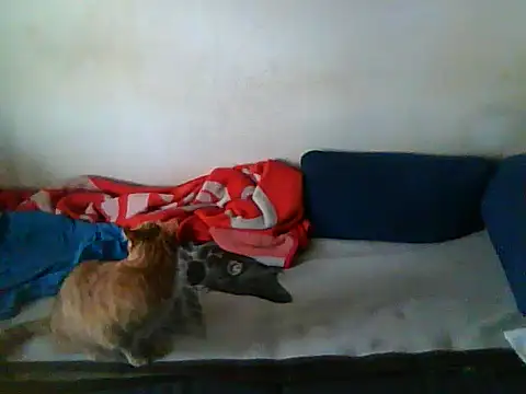 schmidtler35's Live XXX Chat