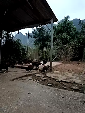 SexyQueen99 ওয়েবক্যাম শো