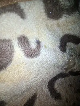 amirzinou Webcam-Show