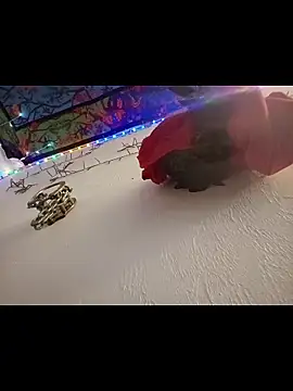 Buffshagswell's Live XXX Chat