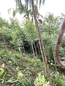 mana-ala's Live XXX Chat