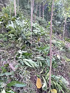 Chatroom XXX en direct de mana-ala