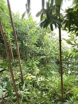 mana-ala Live XXX Chat