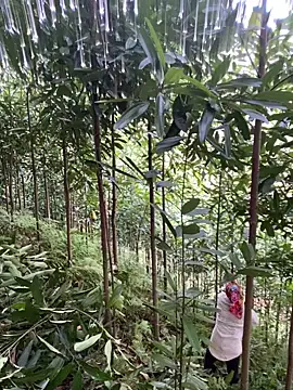 دردشة mana-ala الجنسية المباشرة