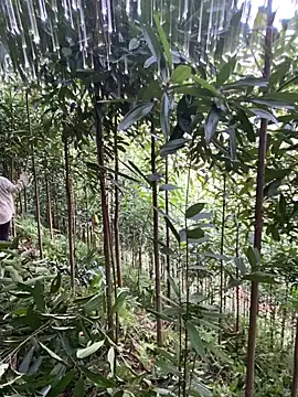 mana-ala's Live XXX Chat