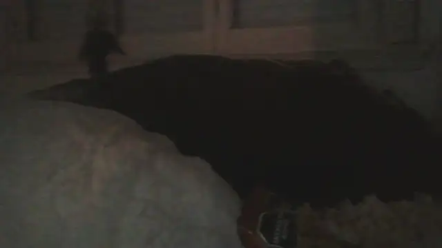 Chat XXX en directo de Darkytah