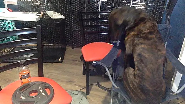 sexyhotstud12 Show in webcam