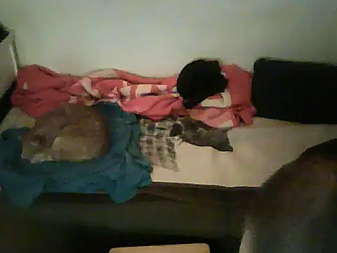 دردشة schmidtler35 الجنسية المباشرة