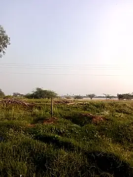 dolphiinn 网络视讯表演