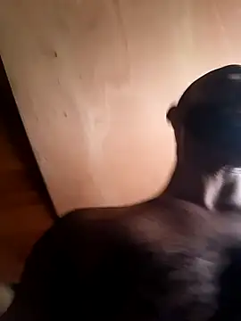 Camodick Live XXX Chat