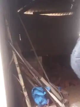 Savi-cute Obrolan Langsung XXX