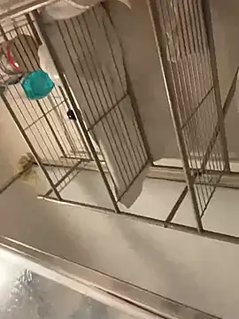 Imboredaf16: διαδικτυακό σόου στην κάμερα