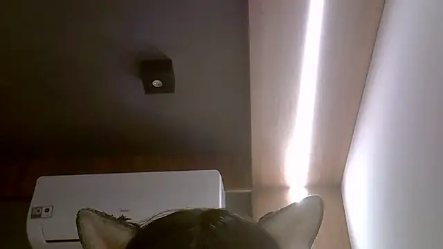 Chatroom XXX en direct de SkinnyKitten