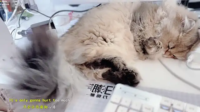 hi-AnAn – Live XXX-chat