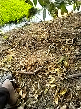 jellydicks Chat XXX live