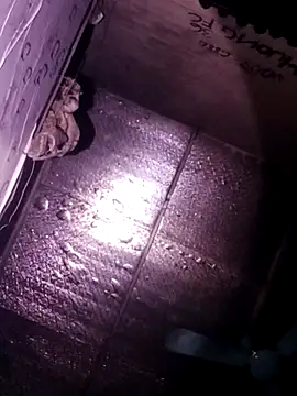 Živý XXX chat Sana-vn