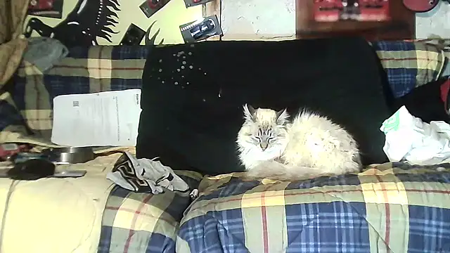 ILOVEhairywoman Show Webcam