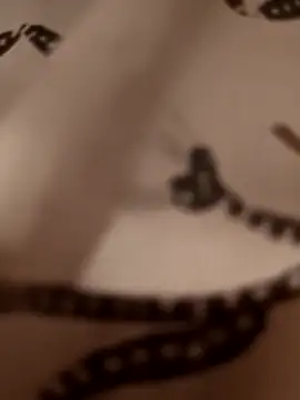 egyptianbigdick56's Live XXX Chat