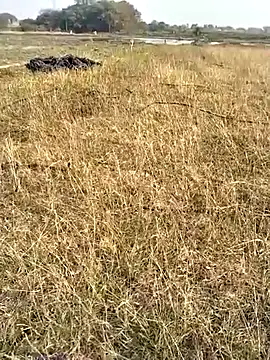 jellydicks' Live XXX Chat