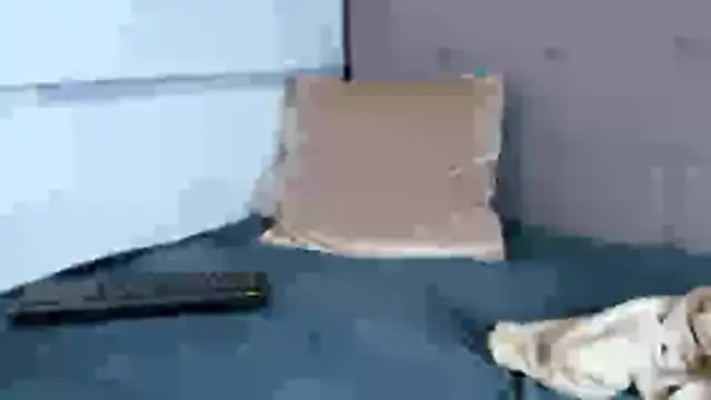 Stiven_collins Live XXX-chat