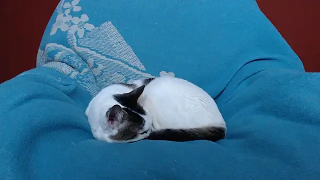 Freyja_eter 现场XXX聊天