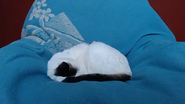 Freyja_eter Live XXX-Chat