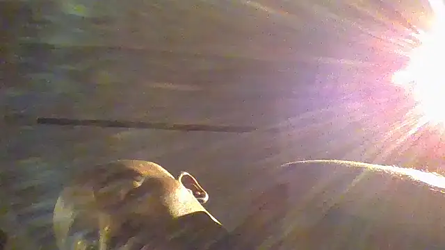 JezOne555 Adlı Modelin Canlı XXX Sohbeti