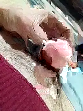 Playman_19 – webcam-show