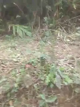 VangLe73 Live XXX-Chat