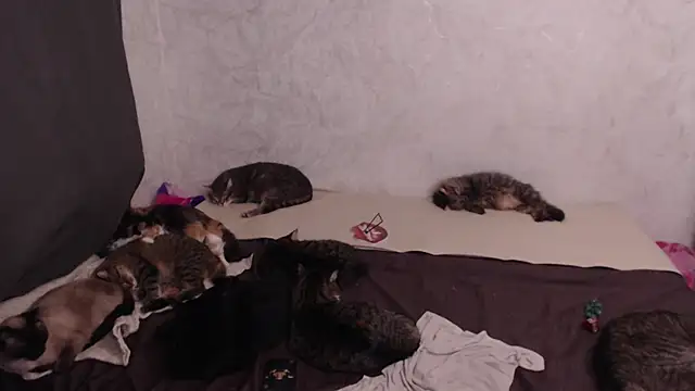 Olivia_Winston Live XXX-chat