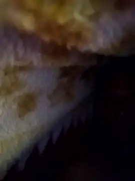 Alone_b0's Live XXX Chat